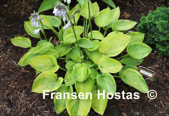 Hosta Xanadu Dlanor